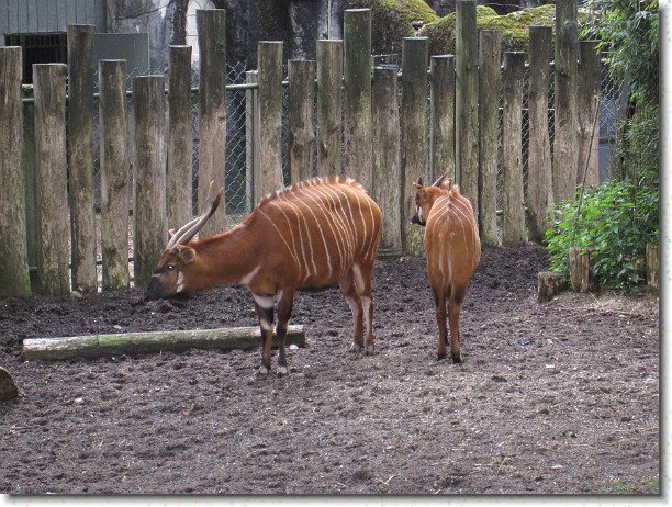 Klik hier voor de originele foto
